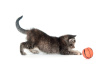 14675766-tabby-kitten-playing-with-ball