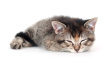 tabby-kitten-sleeping