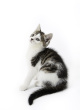 15477191-tabby-and-white-kitten