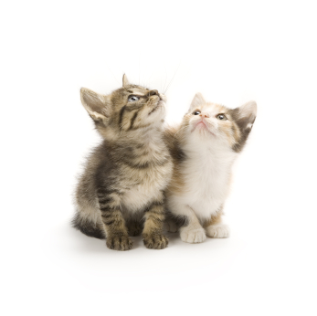 twee kittens omhoog kijkend